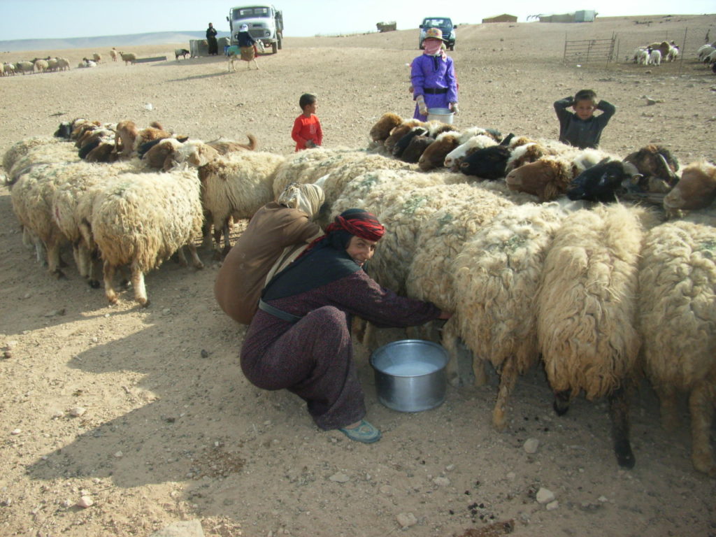羊の乳を搾る（©山崎やよい,2009） Jabal al-Hass, Aleppo, Syria