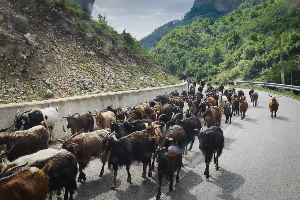 山羊の行進 Valbones, Albania