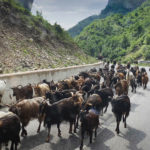 山羊の行進 Valbones, Albania