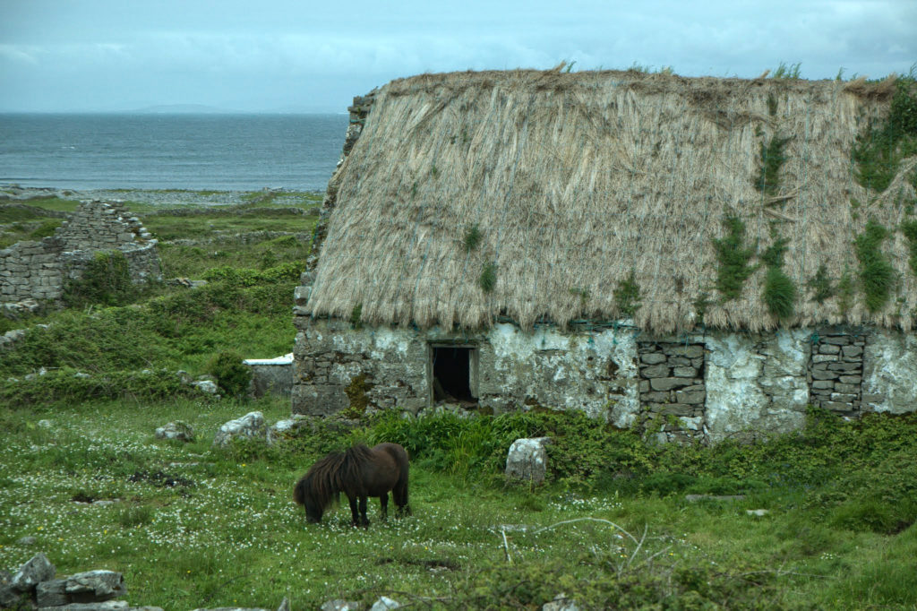 アラン諸島の馬 Aran islands, Ireland