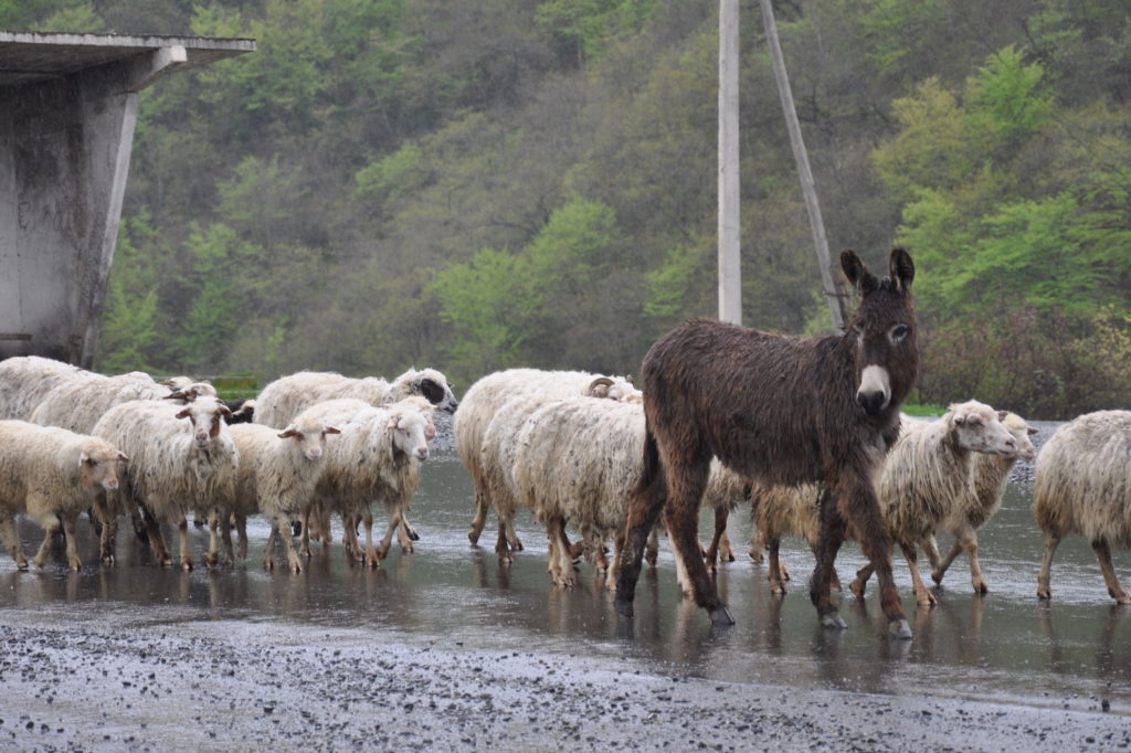 雨の中、羊を誘導するロバくん Military High Way, Georgia