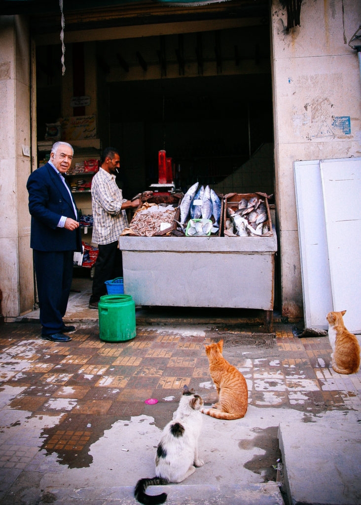 魚を待つ猫 Alexandria, Egypt