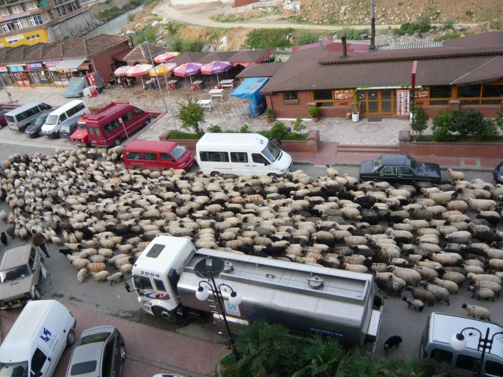 羊の行進
Trabzon, Turkey