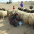 羊の乳を搾る（©山崎やよい,2009） Jabal al-Hass, Aleppo, Syria