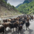 山羊の行進 Valbones, Albania