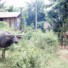 水牛と子ども Luang Phabang, Laos